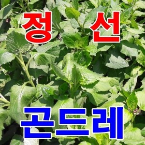 우리네농산,정선산 노지 햇 곤드레 생나물 4kg(무료배송)