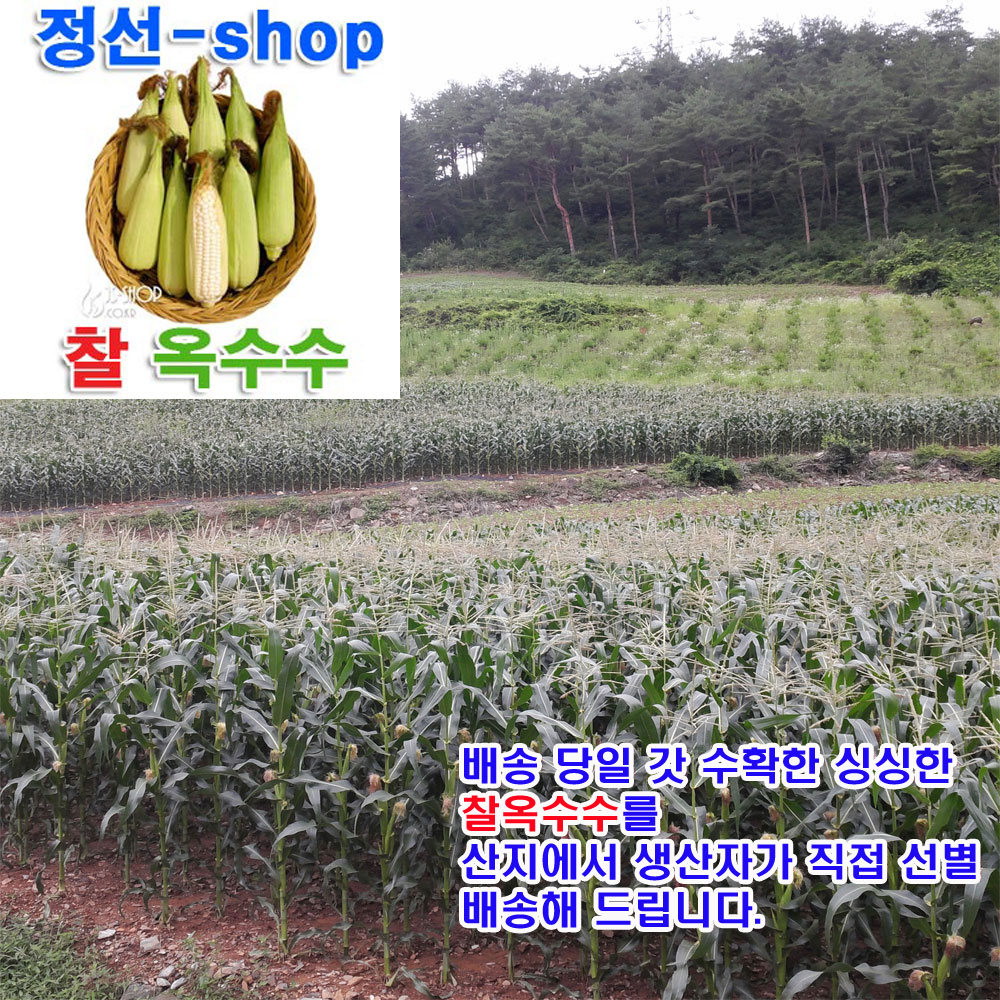 우리네농산,강원도 정선 햇찰옥수수30EA(무료배송)